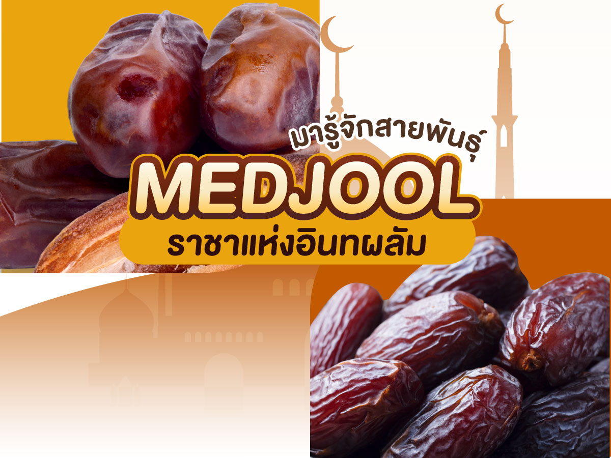 มารู้จักสายพันธุ์ MEDJOOL ราชาแห่งอินทผลัม